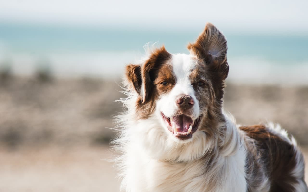 Prédio que aceita pet vale mais: os números por trás disso